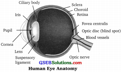 GSEB Solutions Class 10 Science Chapter 11 Human Eye and Colourful World