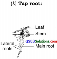 GSEB Solutions Class 6 Science Chapter 7 Getting to Know Plants 