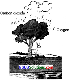 GSEB Solutions Class 7 Science Chapter 17 Forests Our Lifeline