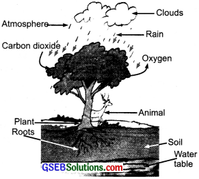 GSEB Solutions Class 7 Science Chapter 17 Forests Our Lifeline