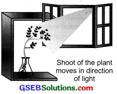 GSEB Solutions Class 10 Science Chapter 7 Control and Coordination