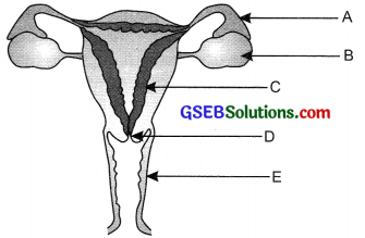 GSEB Solutions Class 10 Science Chapter 8 How do Organisms Reproduce