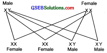GSEB Solutions Class 10 Science Chapter 9 Heredity and Evolution