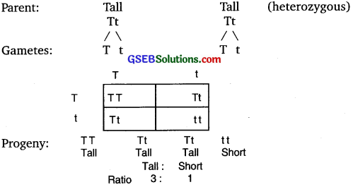 GSEB Solutions Class 10 Science Chapter 9 Heredity and Evolution