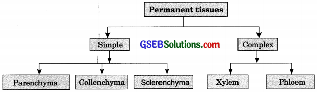 GSEB Solutions Class 9 Science Chapter 6 Tissues