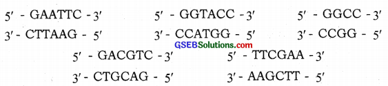 GSEB Solutions Class 12 Biology Chapter 11 Biotechnology Principles and Processes 1