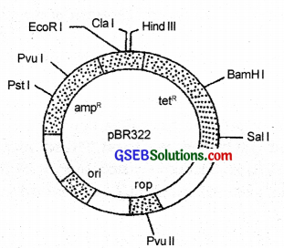GSEB Solutions Class 12 Biology Chapter 11 Biotechnology Principles and Processes 2