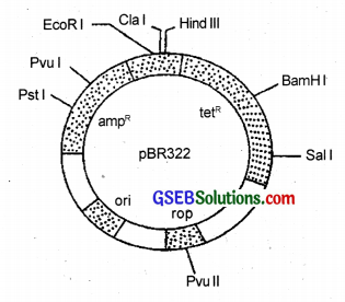 GSEB Solutions Class 12 Biology Chapter 11 Biotechnology Principles and Processes 6
