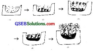 GSEB Solutions Class 12 Biology Chapter 14 Ecosystem 4