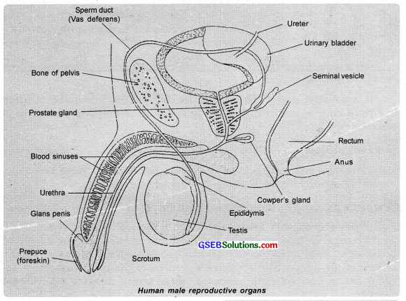 GSEB Solutions Class 12 Biology Chapter 3 Human Reproduction 1