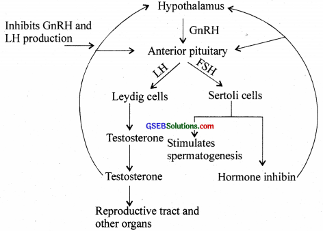 GSEB Solutions Class 12 Biology Chapter 3 Human Reproduction 11