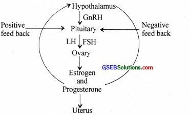 GSEB Solutions Class 12 Biology Chapter 3 Human Reproduction 12
