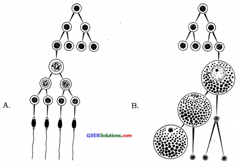 GSEB Solutions Class 12 Biology Chapter 3 Human Reproduction 18