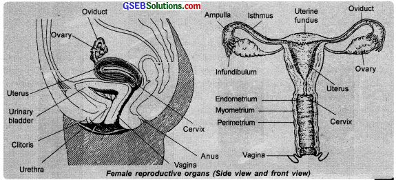 GSEB Solutions Class 12 Biology Chapter 3 Human Reproduction 2