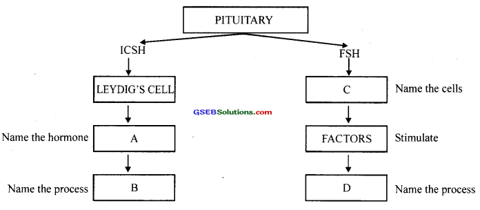 GSEB Solutions Class 12 Biology Chapter 3 Human Reproduction 30