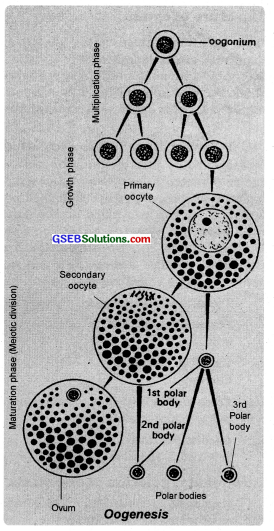 GSEB Solutions Class 12 Biology Chapter 3 Human Reproduction 5