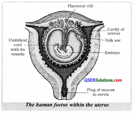 GSEB Solutions Class 12 Biology Chapter 3 Human Reproduction 6