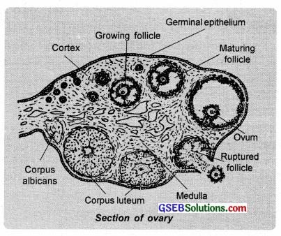GSEB Solutions Class 12 Biology Chapter 3 Human Reproduction 7