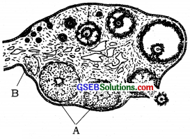 GSEB Solutions Class 12 Biology Chapter 3 Human Reproduction 9