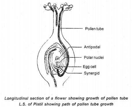 GSEB Solutions Class 12 Biology Chapter 2 Sexual Reproduction in Flowering Plants 12