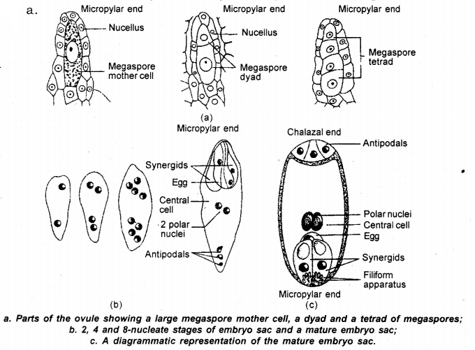 GSEB Solutions Class 12 Biology Chapter 2 Sexual Reproduction in Flowering Plants 13
