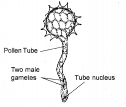 GSEB Solutions Class 12 Biology Chapter 2 Sexual Reproduction in Flowering Plants 4