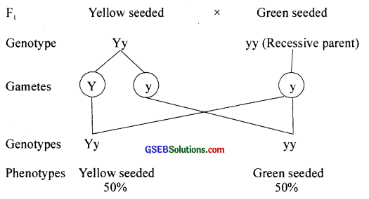 GSEB Solutions Class 12 Biology Chapter 5 Principles of Inheritance and Variation 11