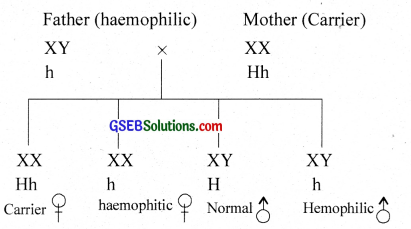 GSEB Solutions Class 12 Biology Chapter 5 Principles of Inheritance and Variation 17