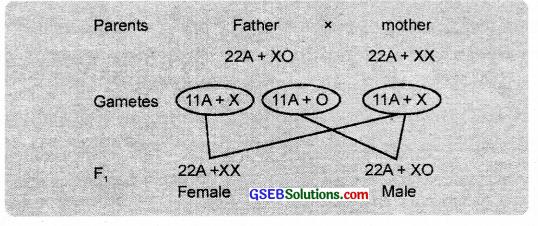 GSEB Solutions Class 12 Biology Chapter 5 Principles of Inheritance and Variation 2