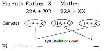 GSEB Solutions Class 12 Biology Chapter 5 Principles of Inheritance and Variation 21