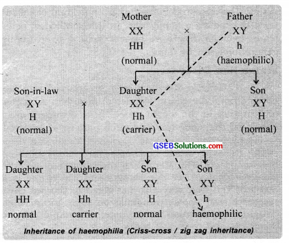 GSEB Solutions Class 12 Biology Chapter 5 Principles of Inheritance and Variation 3