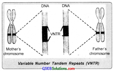 GSEB Solutions Class 12 Biology Chapter 6 Molecular Basis of Inheritance 14