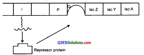 GSEB Solutions Class 12 Biology Chapter 6 Molecular Basis of Inheritance 2