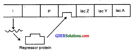 GSEB Solutions Class 12 Biology Chapter 6 Molecular Basis of Inheritance 3