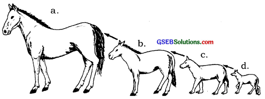 GSEB Solutions Class 12 Biology Chapter 7 Evolution 6