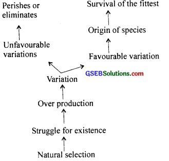 GSEB Solutions Class 12 Biology Chapter 7 Evolution 7