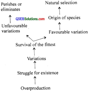 GSEB Solutions Class 12 Biology Chapter 7 Evolution – GSEB Solutions