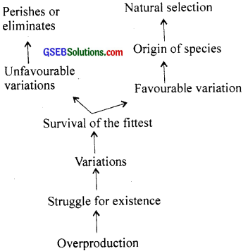 GSEB Solutions Class 12 Biology Chapter 7 Evolution 8