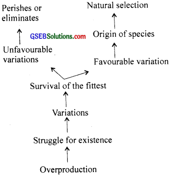 NCERT Solutions Class 12 Biology Chapter 7 - Evolution