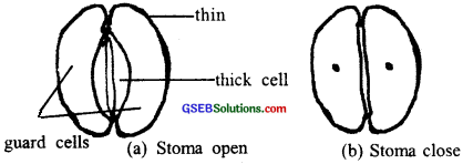 GSEB Solutions Class 11 Biology Chapter 11 Transport in Plants img 3