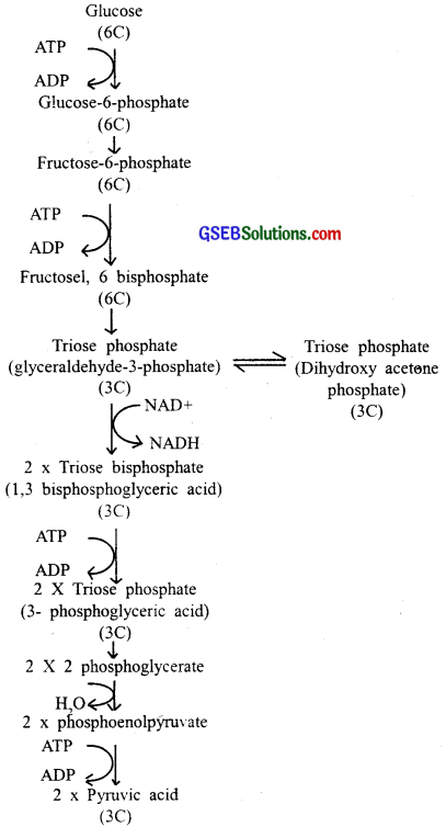 GSEB Solutions Class 11 Biology Chapter 14 Respiration in Plants img 1