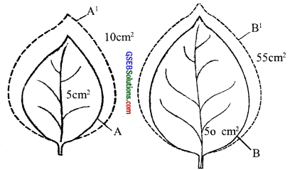 GSEB Solutions Class 11 Biology Chapter 15 Plant Growth and Development img 3