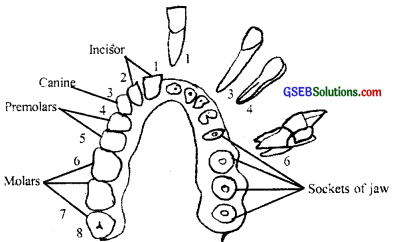 GSEB Solutions Class 11 Biology Chapter 16 Digestion and Absorption img 3