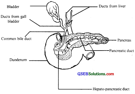 GSEB Solutions Class 11 Biology Chapter 16 Digestion and Absorption img 8