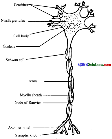 GSEB Solutions Class 11 Biology Chapter 21 Neural Control and Coordination img 1