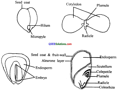 GSEB Solutions Class 11 Biology Chapter 5 Morphology of Flowering Plants img 1