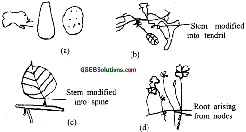 GSEB Solutions Class 11 Biology Chapter 5 Morphology of Flowering Plants img 2