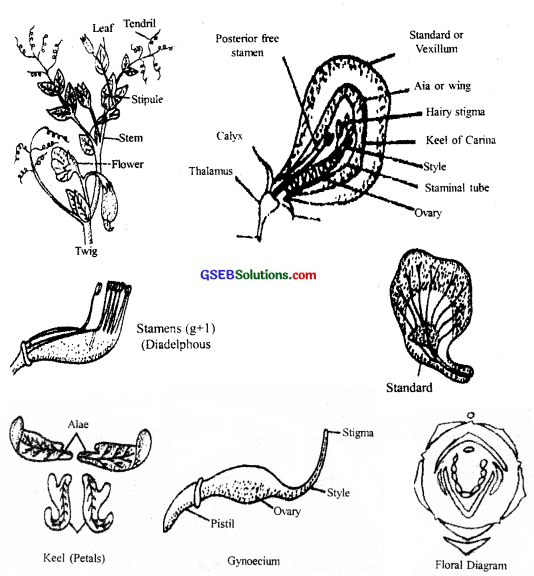 GSEB Solutions Class 11 Biology Chapter 5 Morphology of Flowering Plants img 3