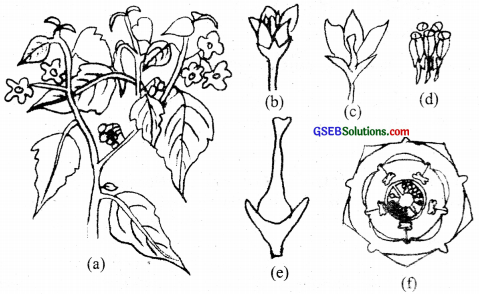 GSEB Solutions Class 11 Biology Chapter 5 Morphology of Flowering Plants img 6