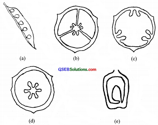 GSEB Solutions Class 11 Biology Chapter 5 Morphology of Flowering Plants img 7